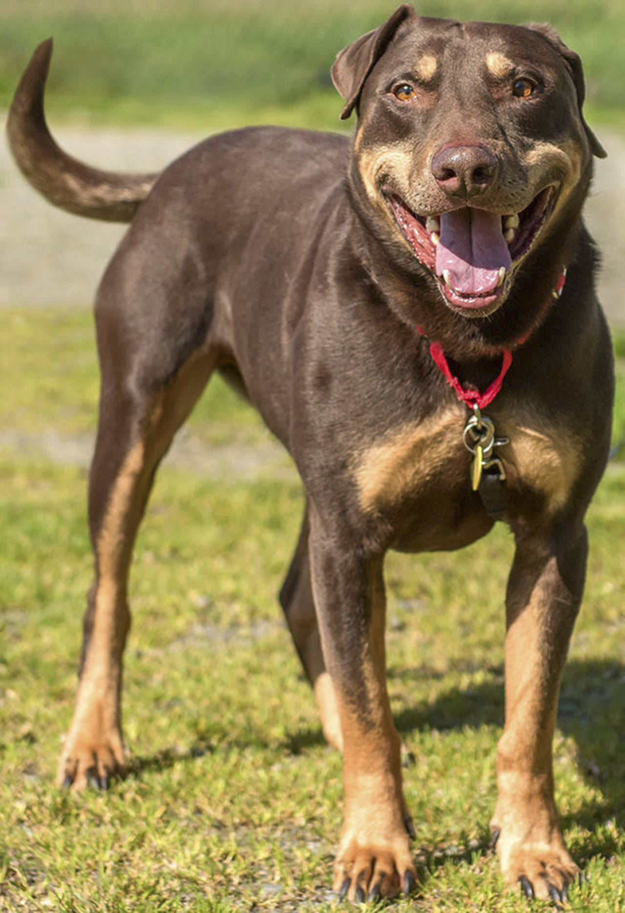 Bobo is a looking for a family of his own! He has lived with kids over 8 years old, cats, and dogs his size. Bobo cannot live with small dogs and shouldn’t be around them. He loves to play with toys and likes to meet new people. (Curt Story/Everett Animal Shelter)