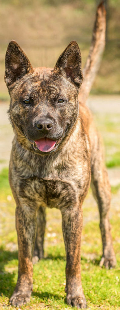 Jackie is a handsome young dog looking for an active home. He will need a feline-free home and a meet-and-greet with any resident dogs. Jackie will need secure confinement when not supervised and is not suited for apartment living. (Curt Story/Everett Animal Shelter)
