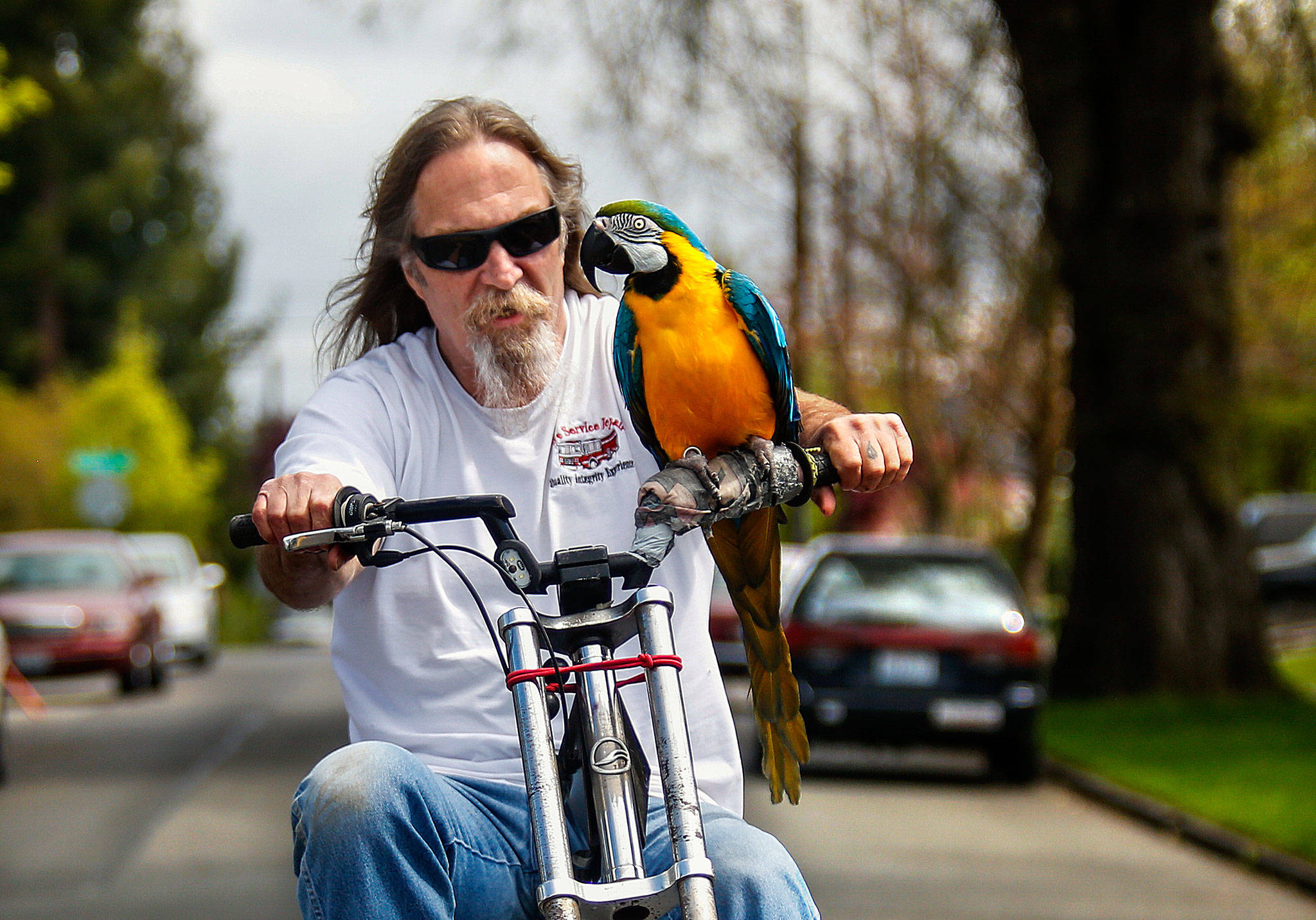 Retired house painter Rod Shafer cruises through a north Everett neighborhood on his chopper-style bicycle with his closest companion, Sally, 27, sitting on the handlebars enjoying the sights. Yep, she’s a parrot and they’re best friends. (Dan Bates / The Herald)
