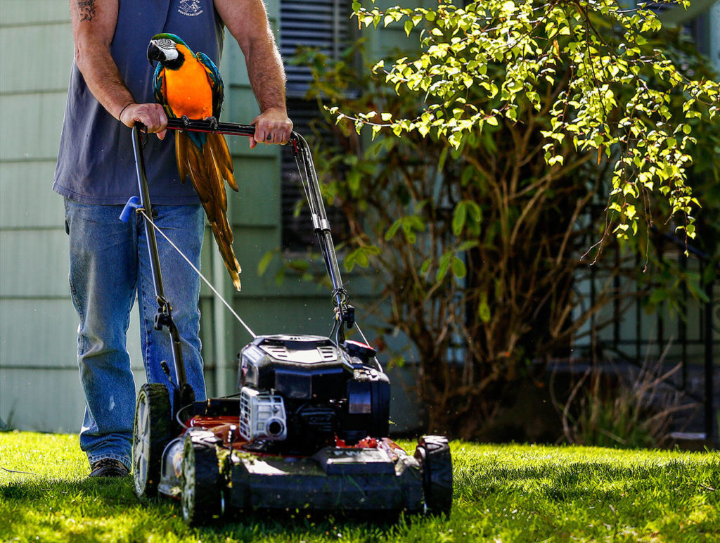 Accompanied by Sally, who likes riding the mower, the bicycle and just about anything else that moves, Rod Shafer mows the lawn outside his house in north Everett. (Dan Bates / The Herald)
