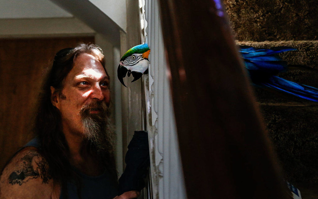 Behind the staircase leading to his living quarters, Rod Shafer calls Sally. The 27-year-old macaw walks downstairs and easily finds him. (Dan Bates / The Herald)
