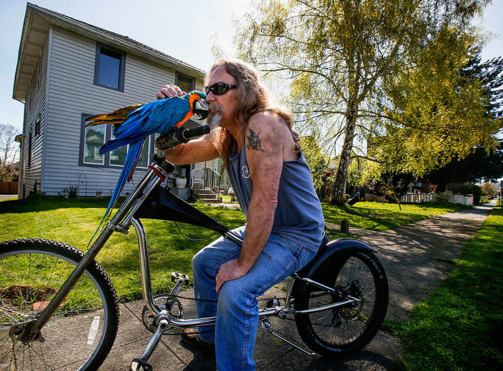Retired house painter Rod Shafer stops in front of his apartment house after a short ride with Sally, who appears to appreciate a gentle massage between the wings as much as anybody. (Dan Bates / The Herald)
