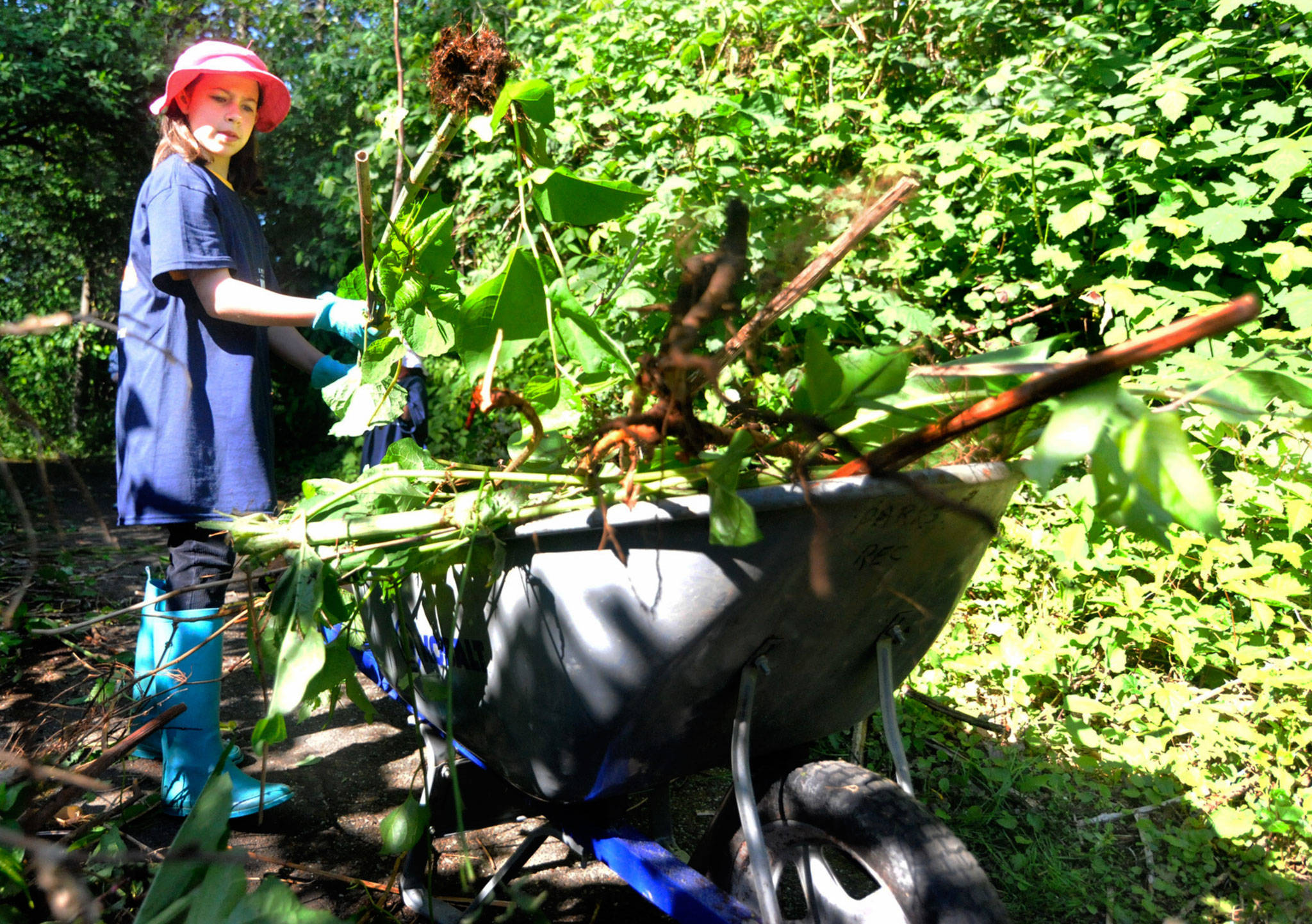 Mabel Hume, 10, of Lynnwood loads a wheelbarrow with invasive plants during a cleanup of South Lynnwood Neighborhood Park on Saturday. (DOUG RAMSAY / FOR THE HERALD)