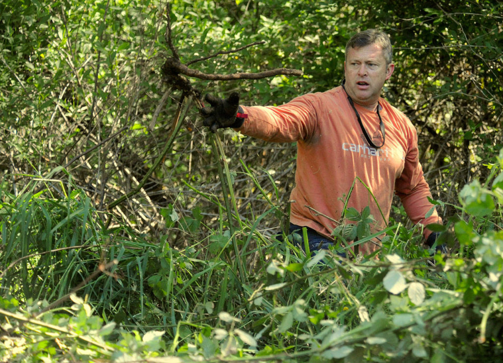 Keith Sessions tosses into the pile an invasive plant that he pulled out as he and other volunteers spent the morning cleaning along the trails at South Lynnwood Neighborhood Park on Saturday. (DOUG RAMSAY / FOR THE HERALD)
