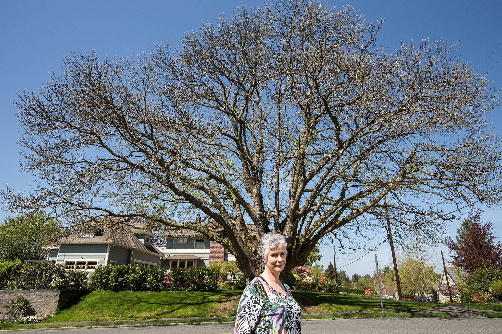 Lya Badgely stands near a Chinese Chestnut tree on the corner of Fifth Street and Avenue B in Snohomish. Badgley and other volunteers will be leading tours of notable trees and homes in the historic district on Mother’s Day, May 13. (Andy Bronson / The Herald)