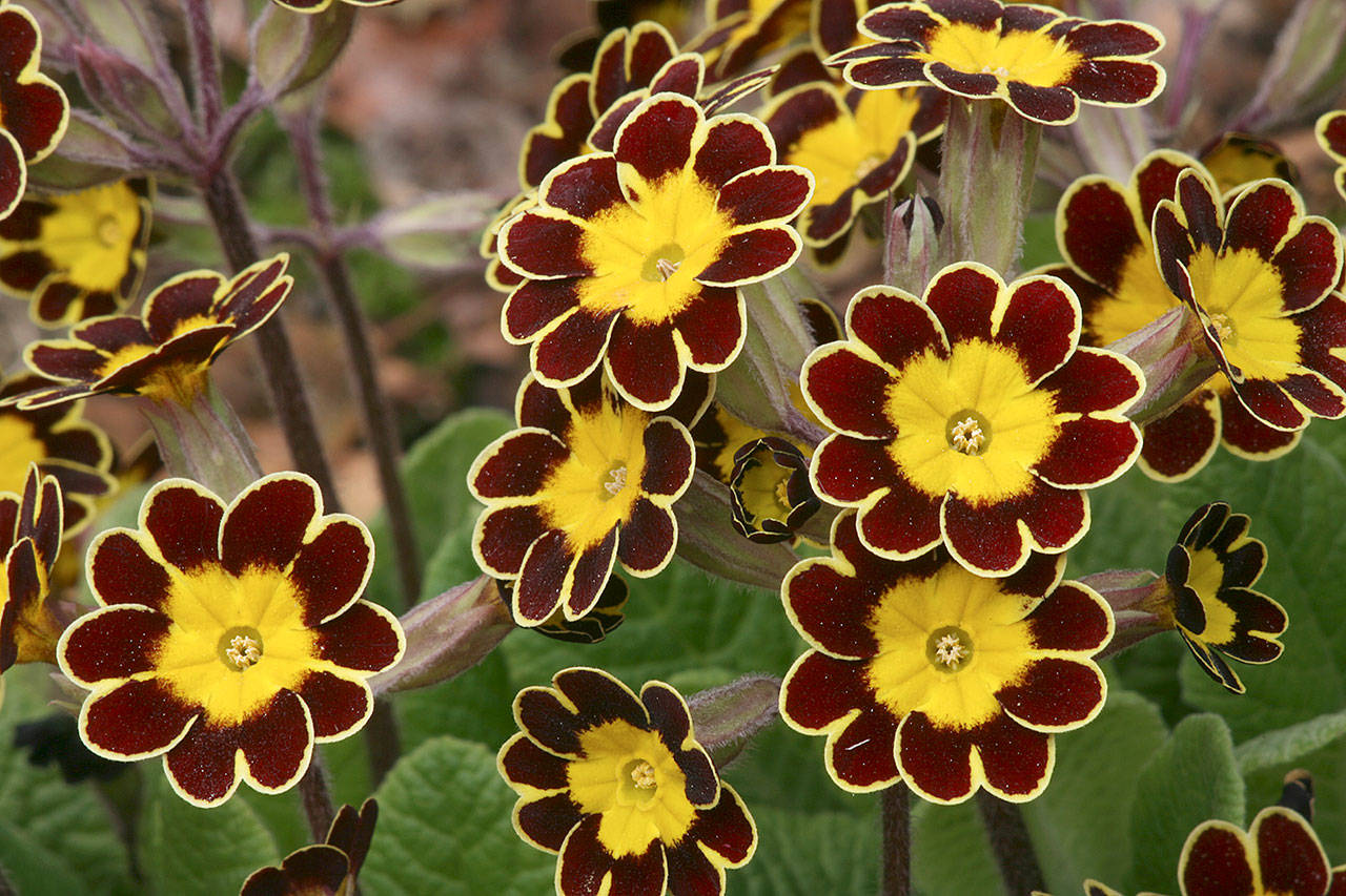 Primula gold-laced group has colorful flowers of gold and mahogany in springtime. (Richie Steffen)