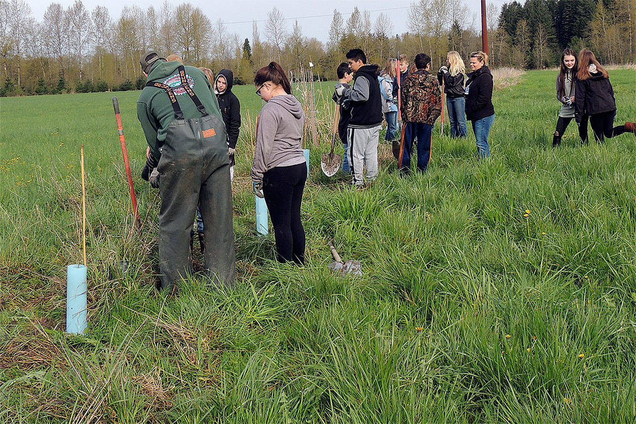 Sixty students from Post Middle School helped the Stillaguamish Tribe and Sound Salmon Solutions plant new trees and shrubs, weed, and replace trees that didn’t survive from last year. (Contributed photo)