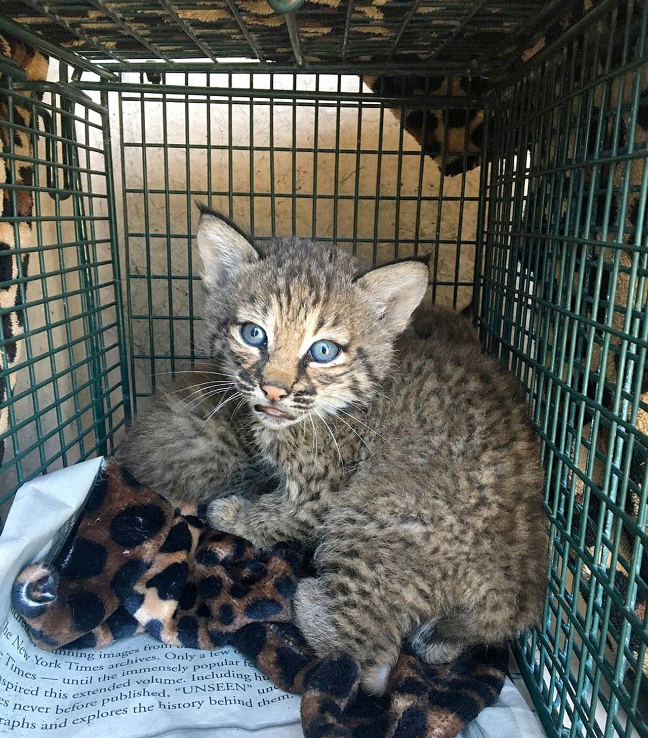 Three people suffered bites when the “kittens” they rescued from a San Antonio alley turned out to be these two ravenous bobcat cubs, one in back only partially visible. (City of San Antonio Animal Care Services Department)
