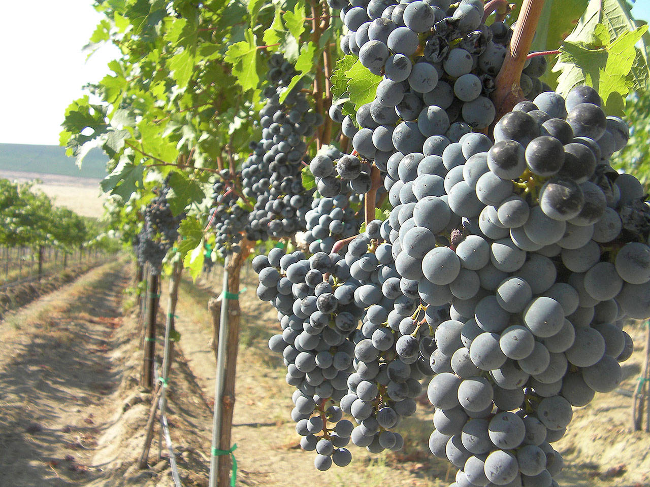Clusters of plump cabernet sauvignon grapes ripen in a Red Mountain vineyard, awaiting harvest. (Photo by Andy Perdue/Great Northwest Wine)