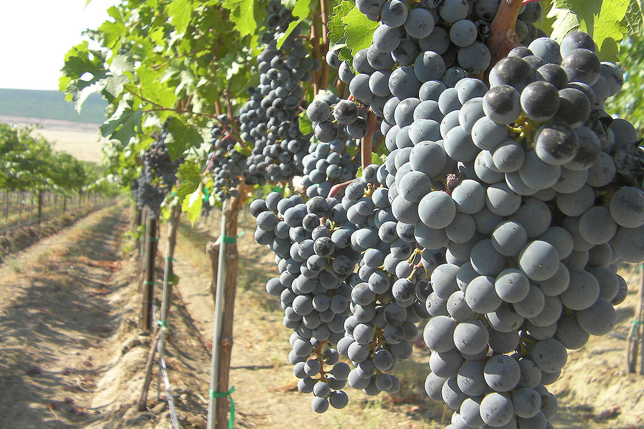 Cabernet sauvignon shows its diversity in Washington’s wines