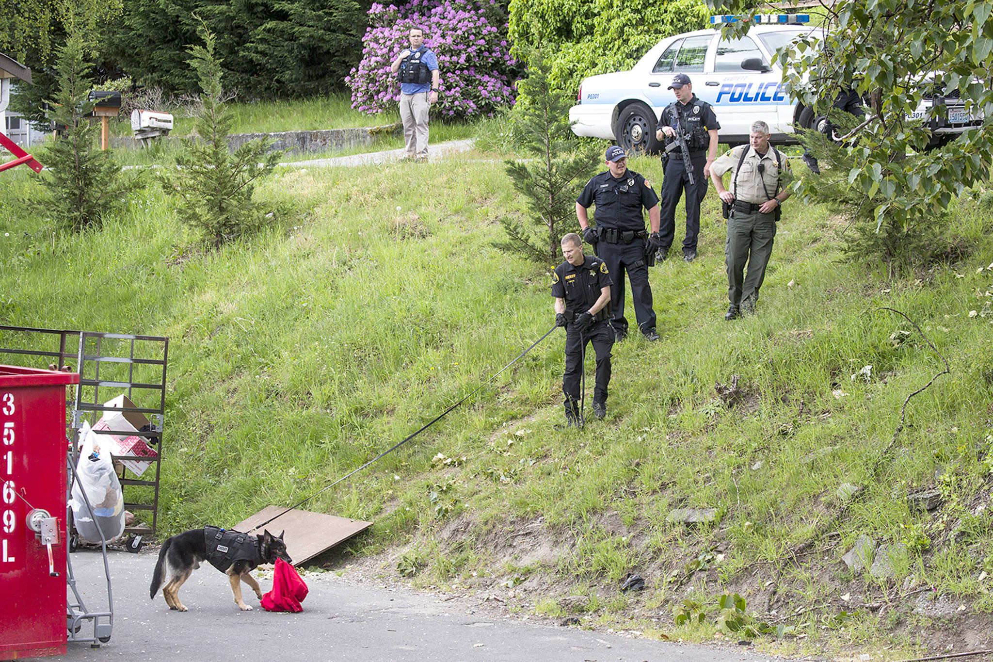 A K-9 from the Snohomish County Sheriff’s Office grabs a red sweatshirt as its handler and Everett police officers search behind Value Village for the suspect in a shooting at the Farwest Motel on Wednesday in Everett. (Andy Bronson / The Herald)