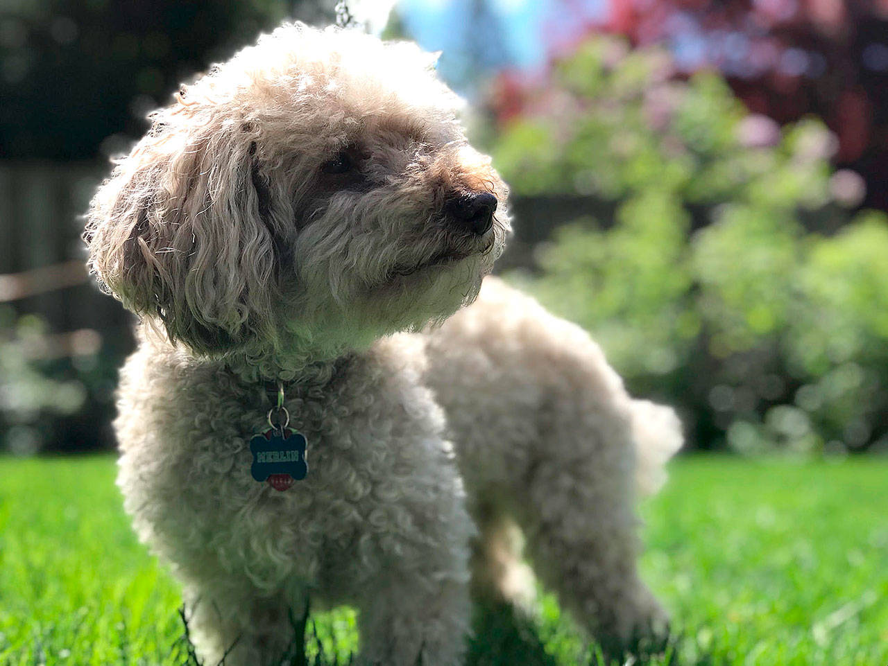 Merlin the miniature poodle might look fluffy, but he’s also deadly. (Photo by Jennifer Bardsley)