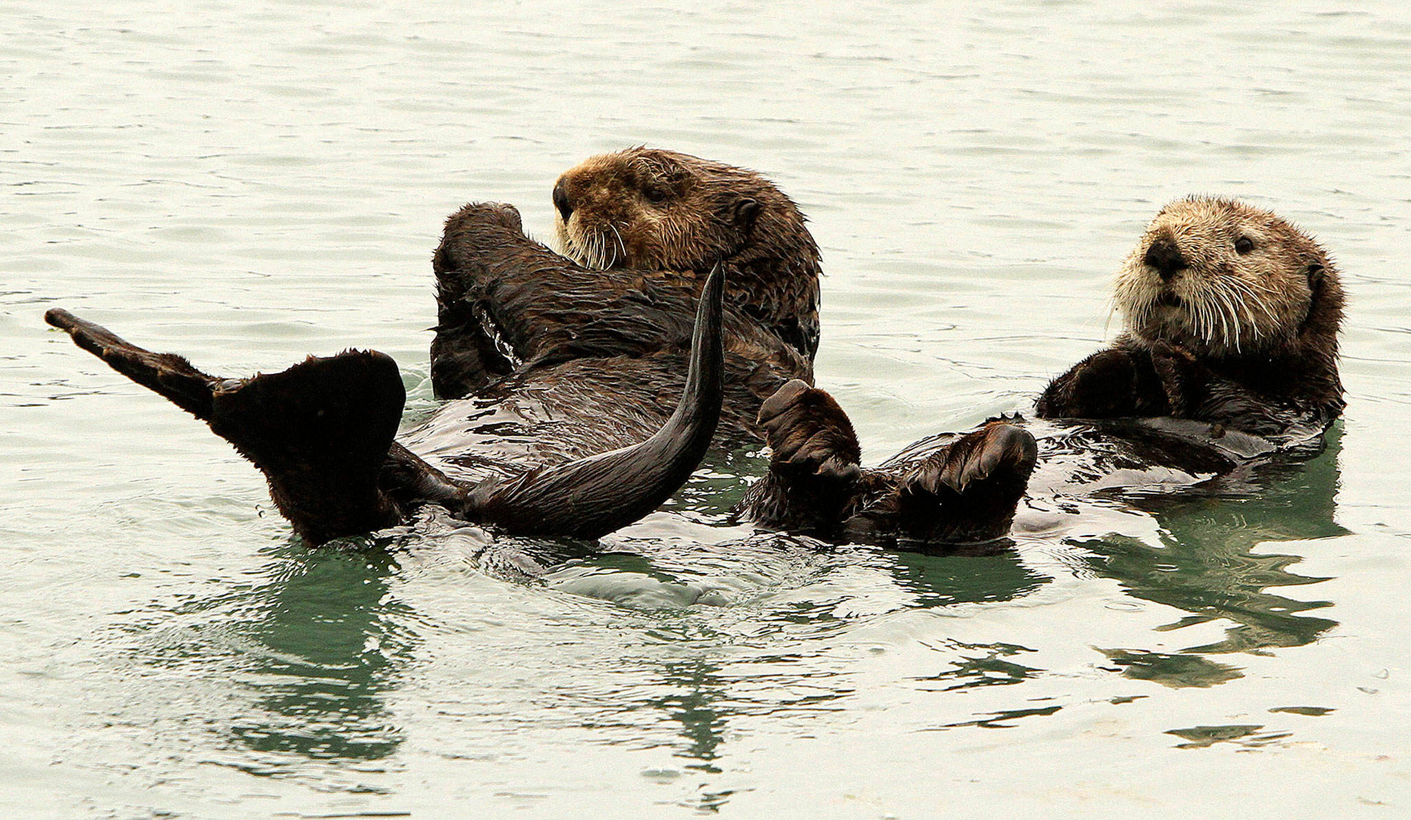 A pair of northern sea otters float on their backs in the small boat harbor at Seward, Alaska, in 2016. (AP Photo/Dan Joling)