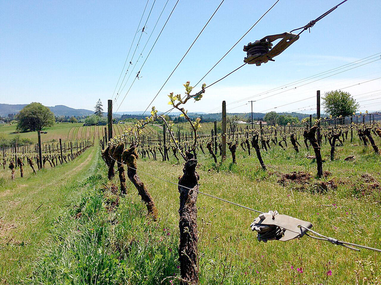 Pinot noir vines in Oregon’s Ribbon Ridge region begin to green up. Pinot noir is one of the Northwest’s dominant grape varieties. (Photo by Andy Perdue/Great Northwest Wine)