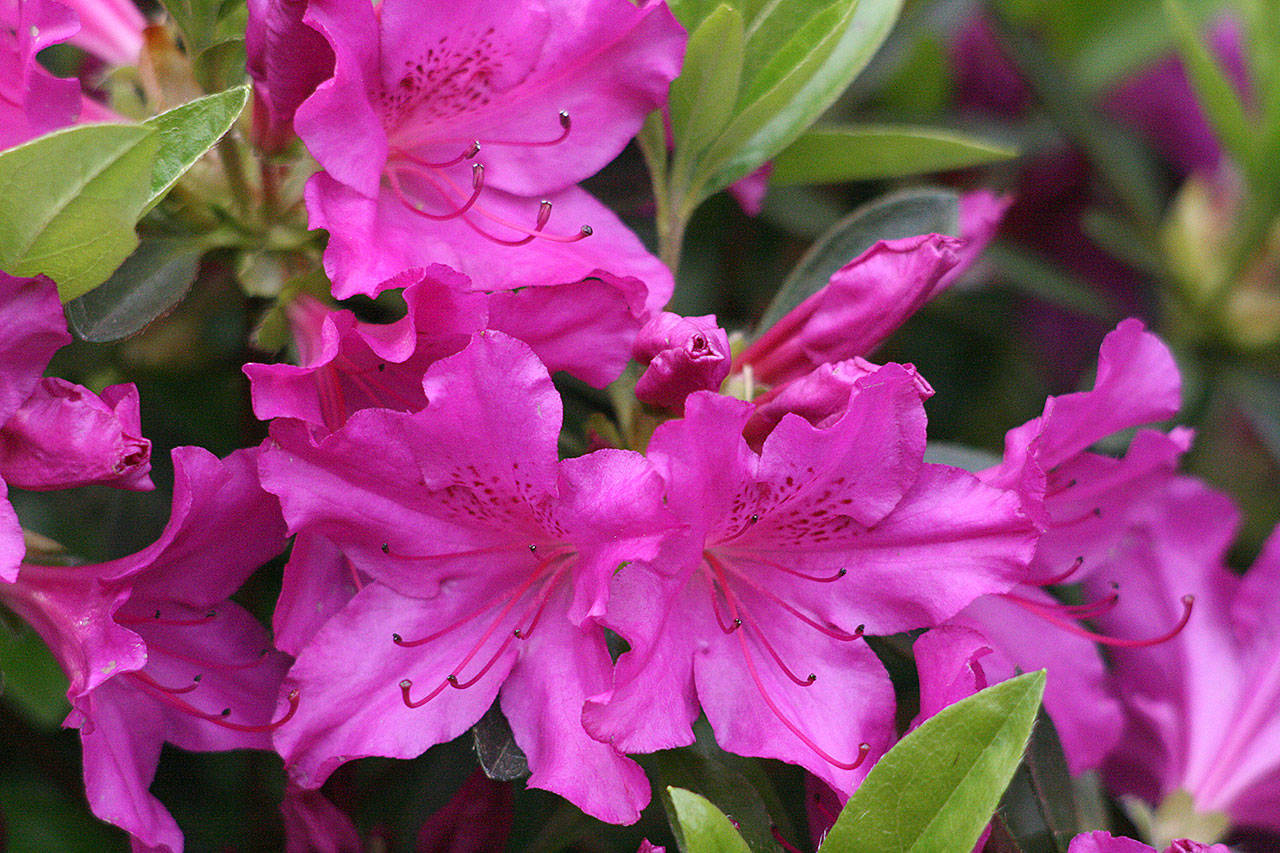 Rhododendron “Blue Danube” features hot magenta colored flowers in spring. (Richie Steffen)