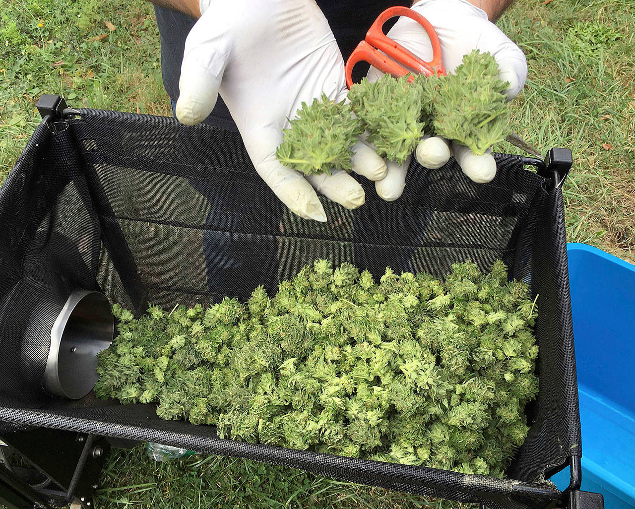 A marijuana harvester examines a bud that is going through a trimming machine near Corvallis, Oregon, in 2016. (AP Photo/Andrew Selsky)