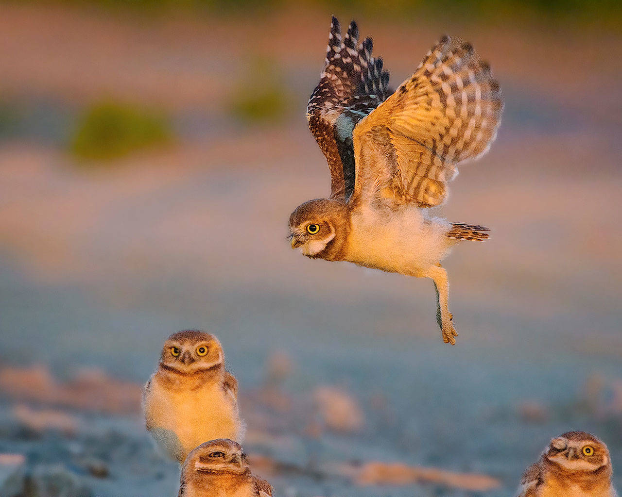 Last Light Flight,” a photo of juvenile burrowing owls photographed near the Columbia River by Bill Dewey, is part of a wildlife photography exhibit at Arts of Snohomish through the month of May. (Bill Dewey)