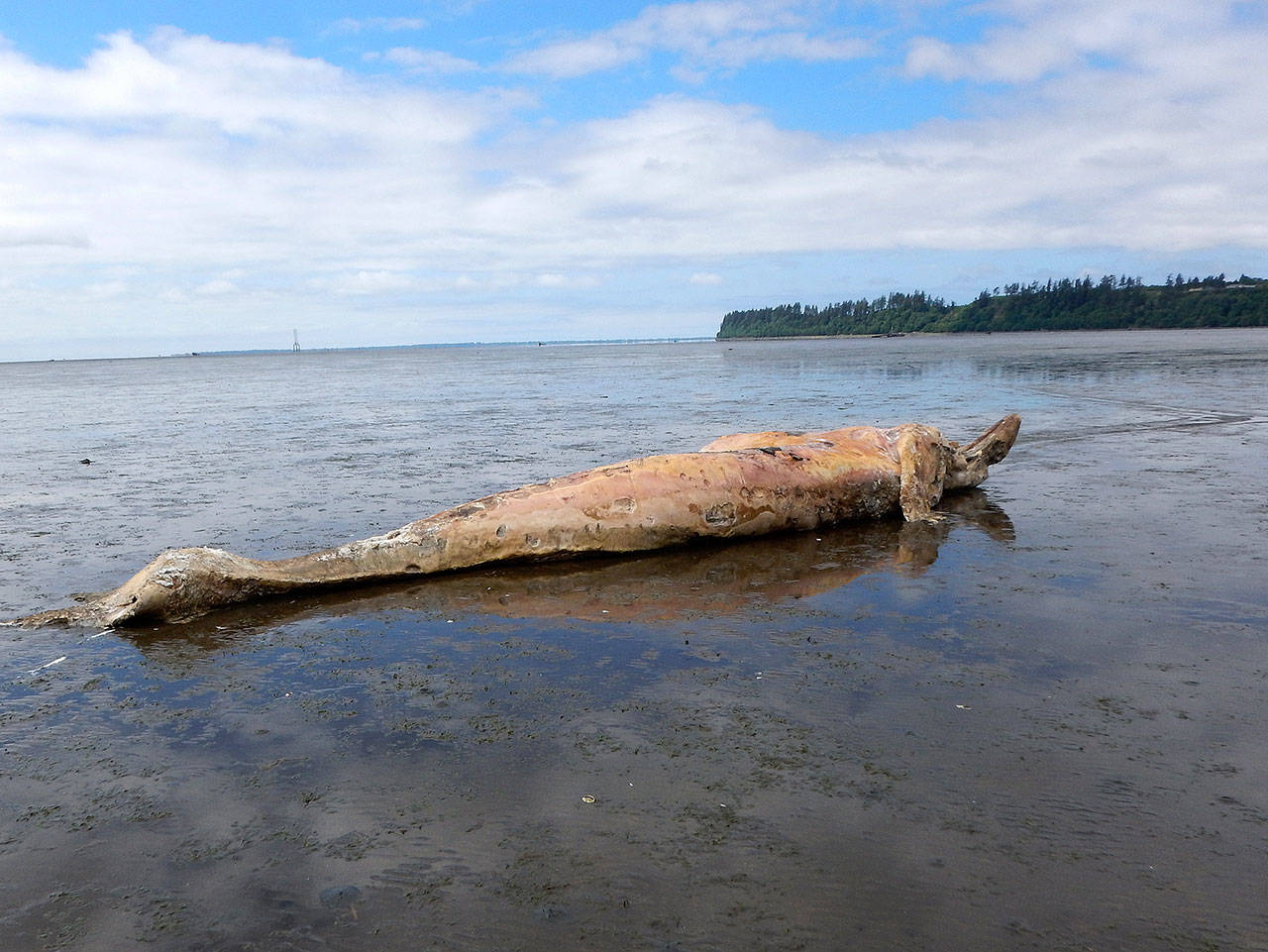 The remains of a juvenile female gray whale were discovered near the western shore of Bowerman Airport in Hoquiam on Monday. (Jessie Huggins/Cascadia Research)
