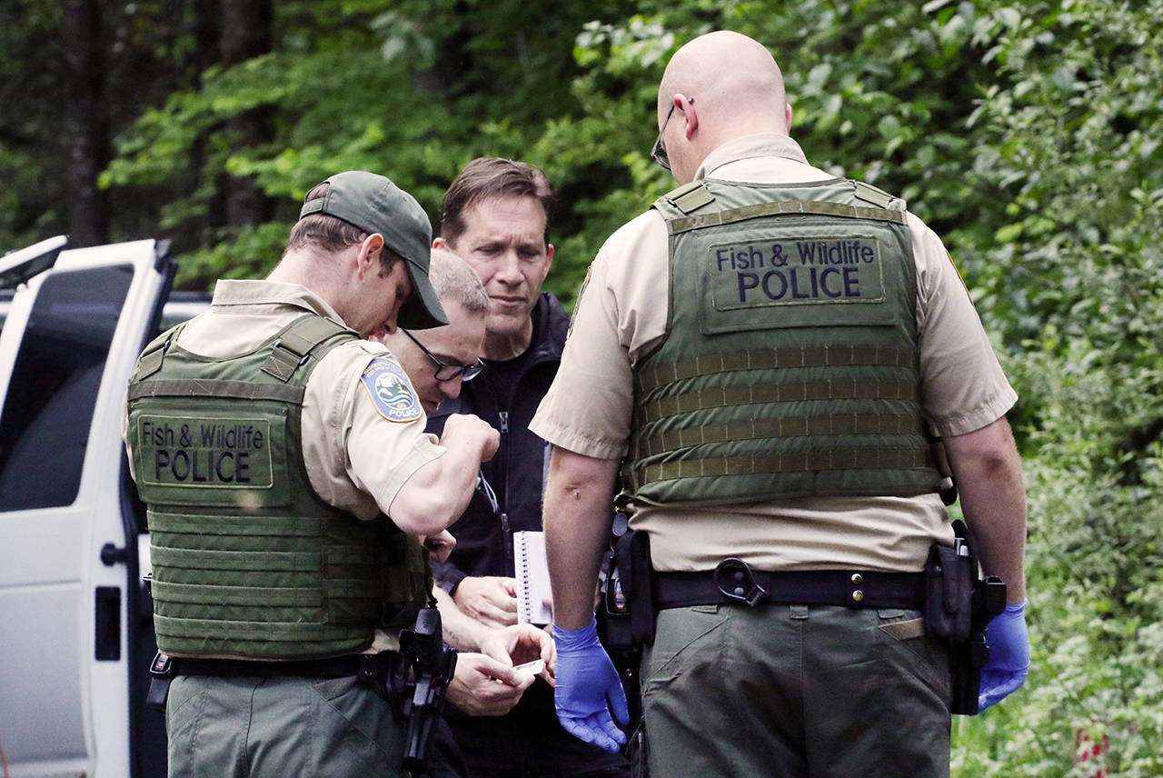 In this Saturday, May 19 photo, Washington State Fish and Wildlife Police confer with an individual from the King County Medical Examiner’s and a King County Sheriff’s deputy on a remote gravel road above Snoqualmie, following a fatal cougar attack. (Alan Berner /The Seattle Times via AP, File)