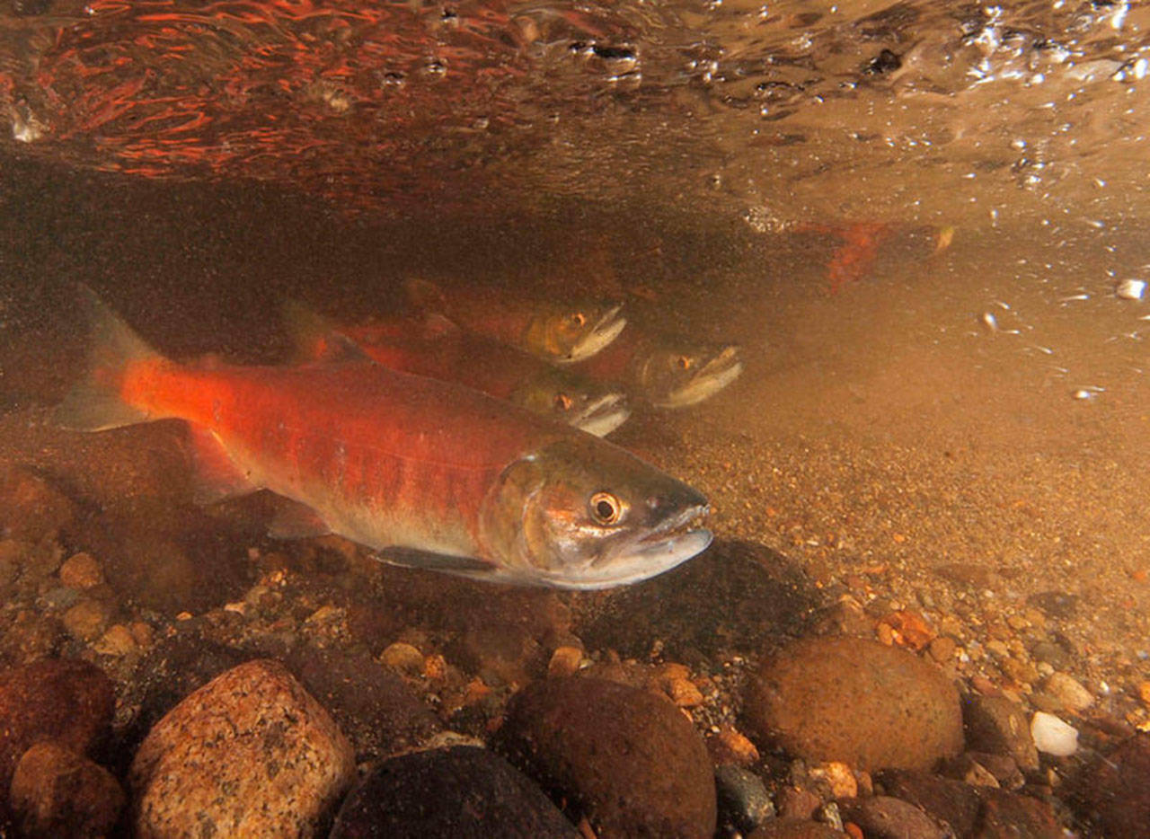This past year, only 19 kokanee salmon were counted returning to spawn in Lake Sammamish tributaries. (U.S. Department of the Interior)