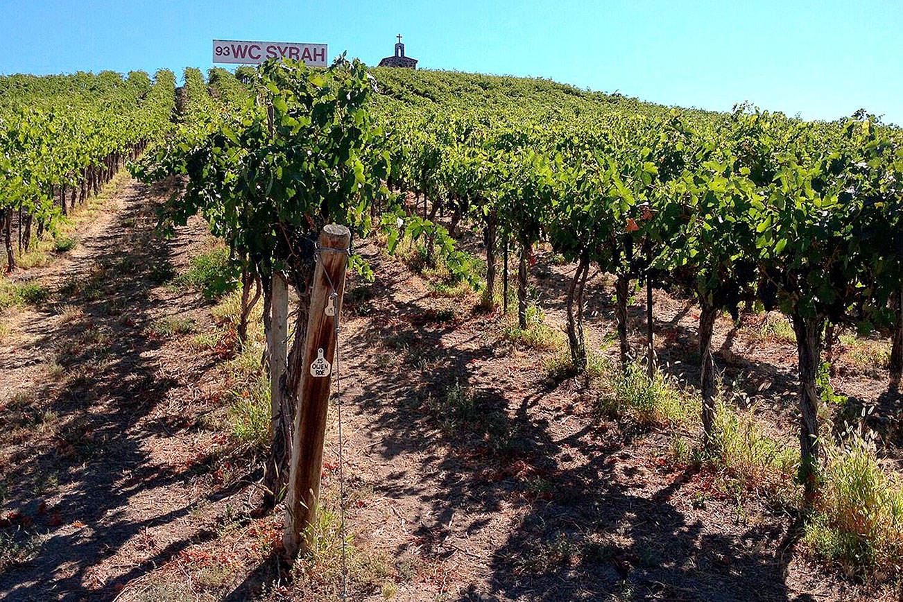 Washington turned 20,000 tons of syrah into wine last year