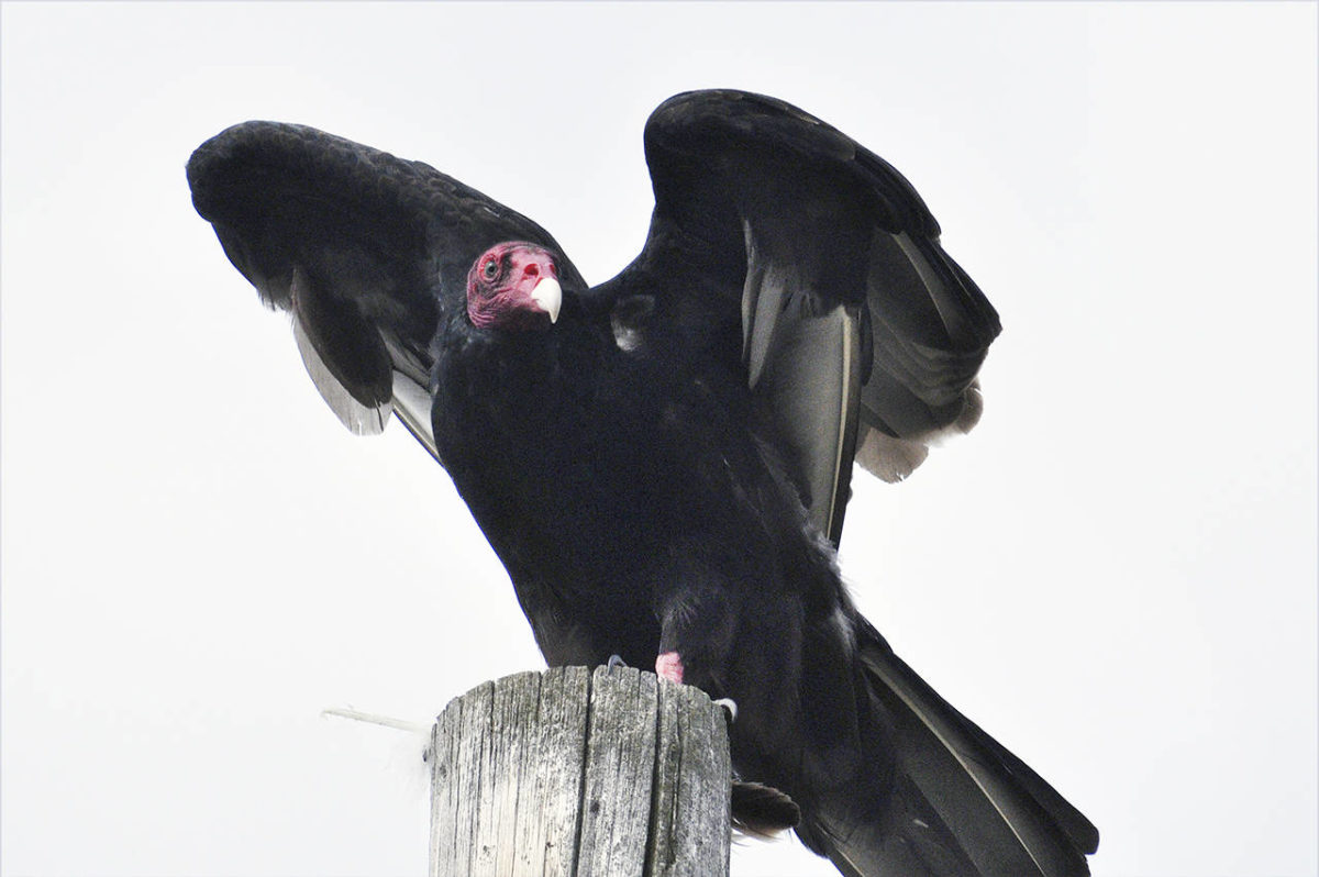 Raptor factors Vultures can smell death hundreds of feet up