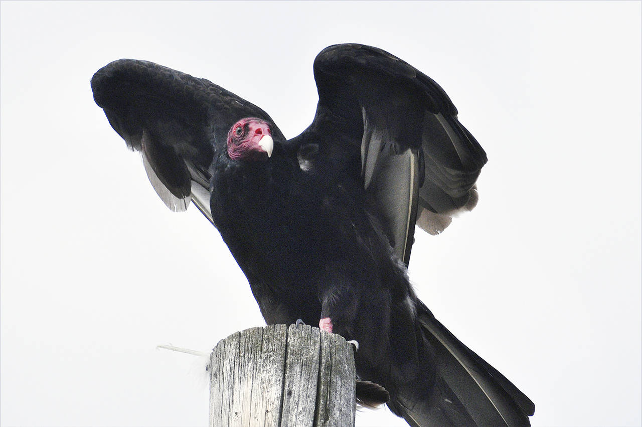 A turkey vulture stretches its wings atop a post in Twisp, Washington. (Sue Misao)