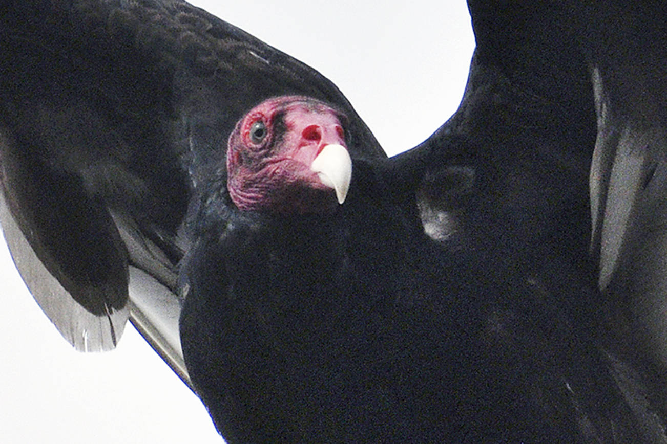 Raptor factors: Vultures can smell death hundreds of feet up