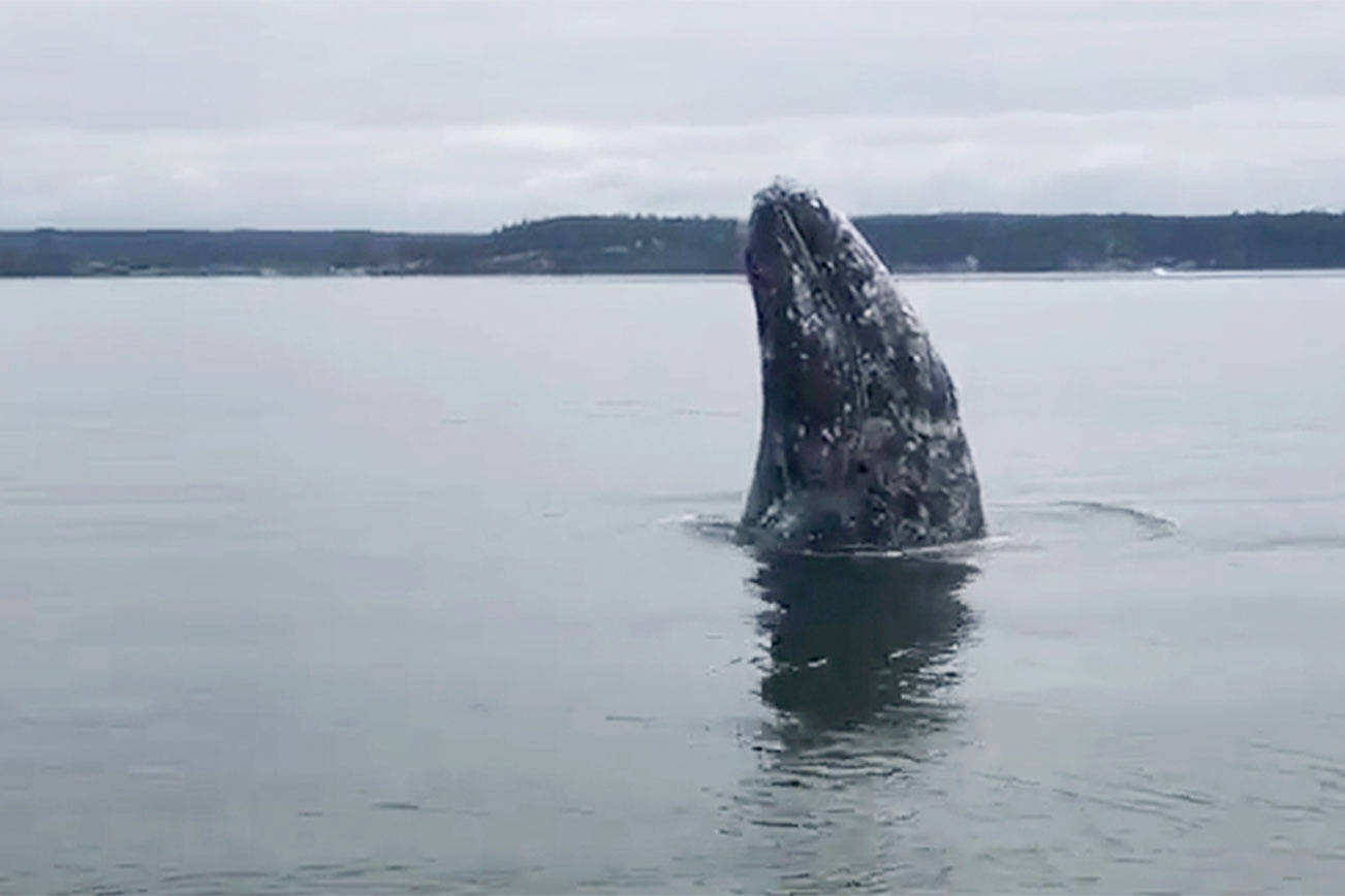 This gray whale stopped by Hat Island to spout off and eat