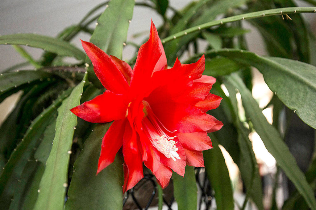 After 18 years, the Opitz’ red-flowering cactus no longer has its name tag. But it might be Disocactus x hybridus, perhaps the most commonly grown orchid cacti. (Andy Bronson / The Herald)

