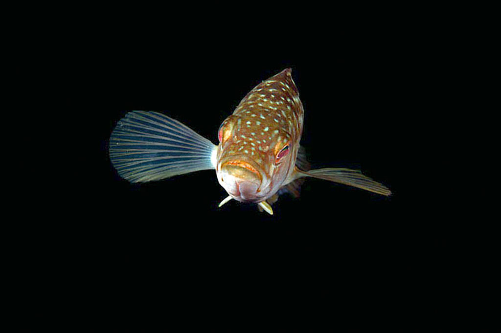 Copper rockfish
