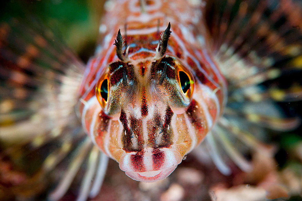 Long fin sculpin
