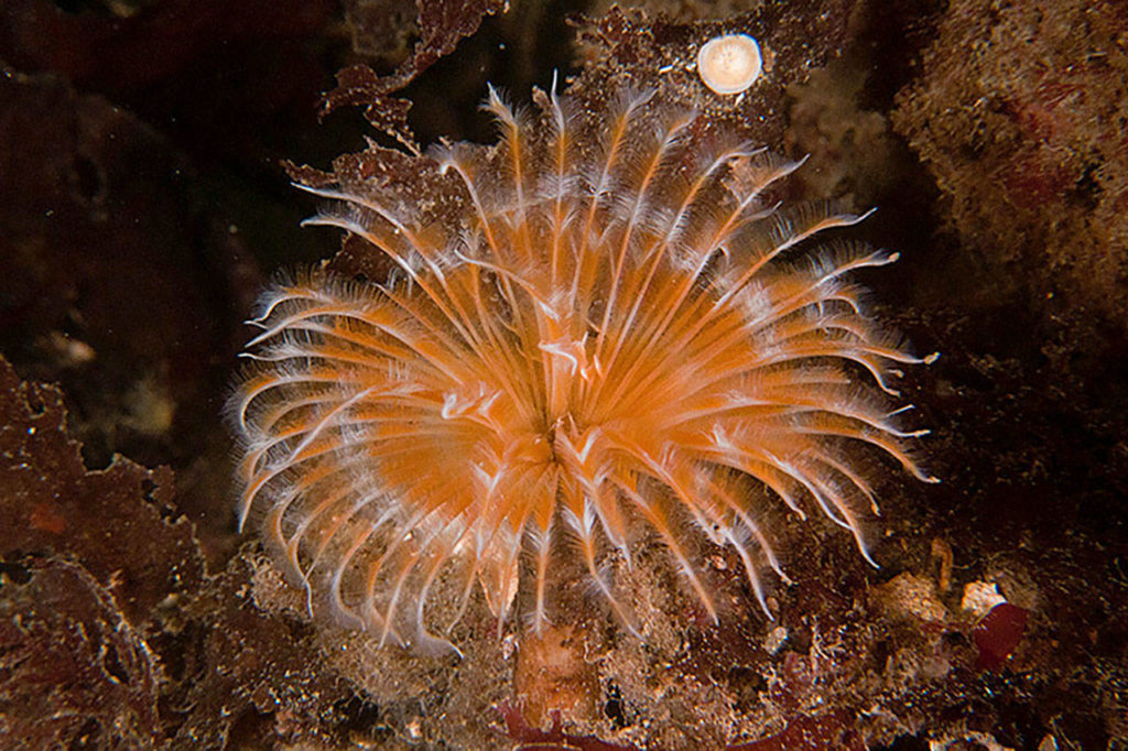 Tube worm
