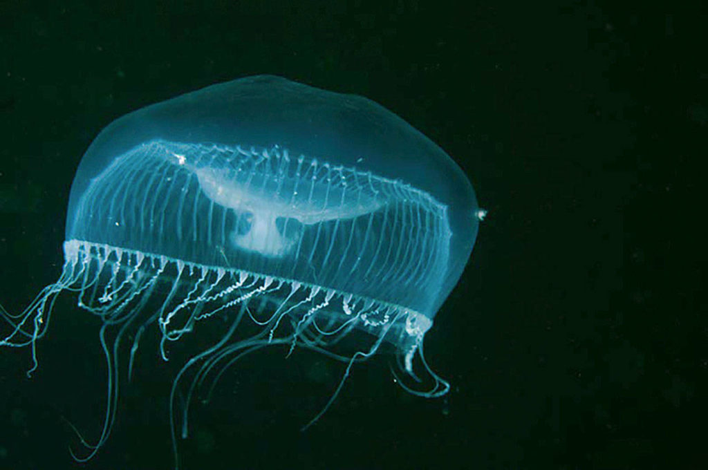 Water jelly
