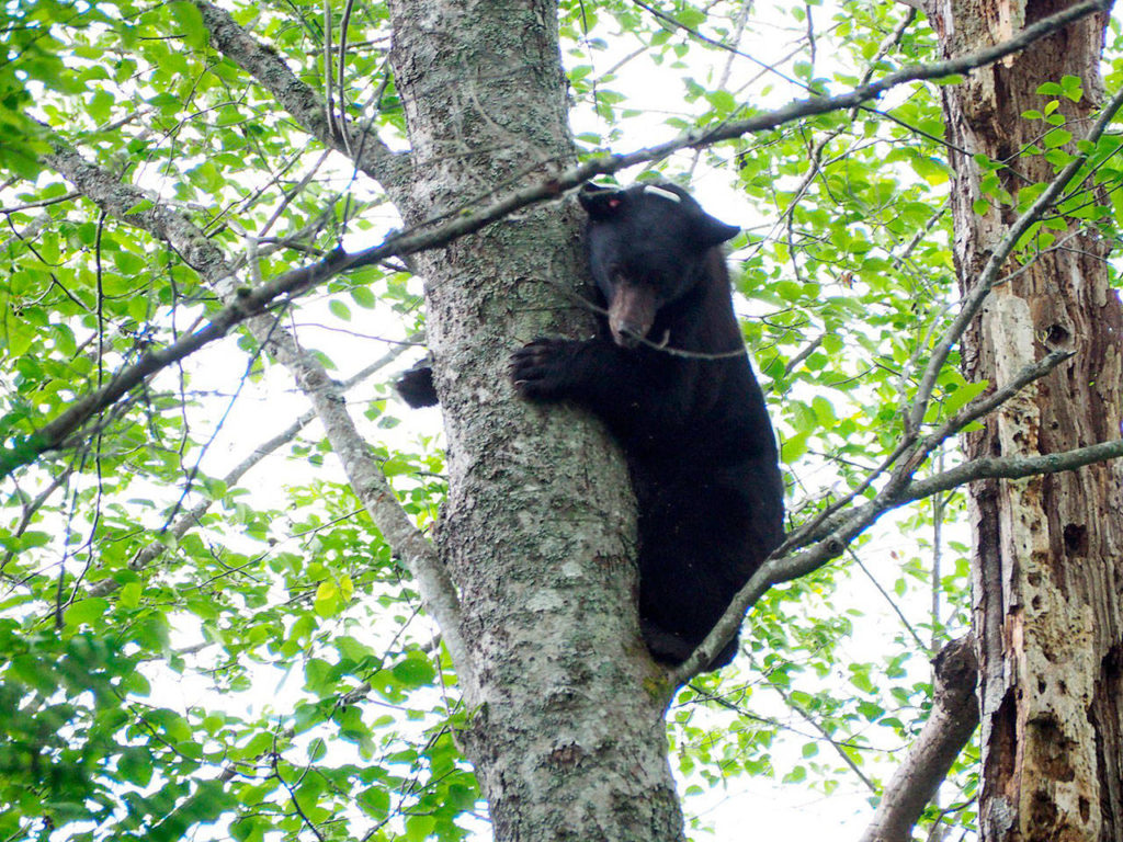 A black bear was captured in Mukilteo and relocated Sunday by officers with Washington Fish & Wildlife. (Mukilteo Police Department)
