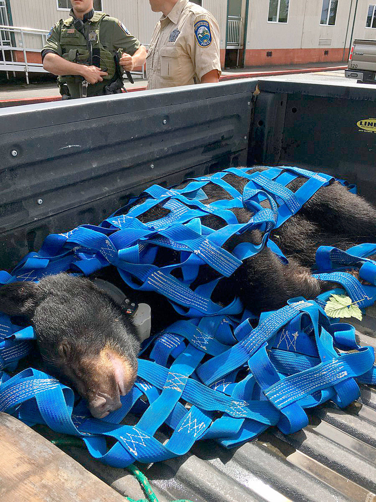 The black bear, weighing between 120 and 150 pounds, was tracked by Washington Fish & Wildlife officers and a Karelian bear dog Sunday in Mukilteo. (Mukilteo Police Department)