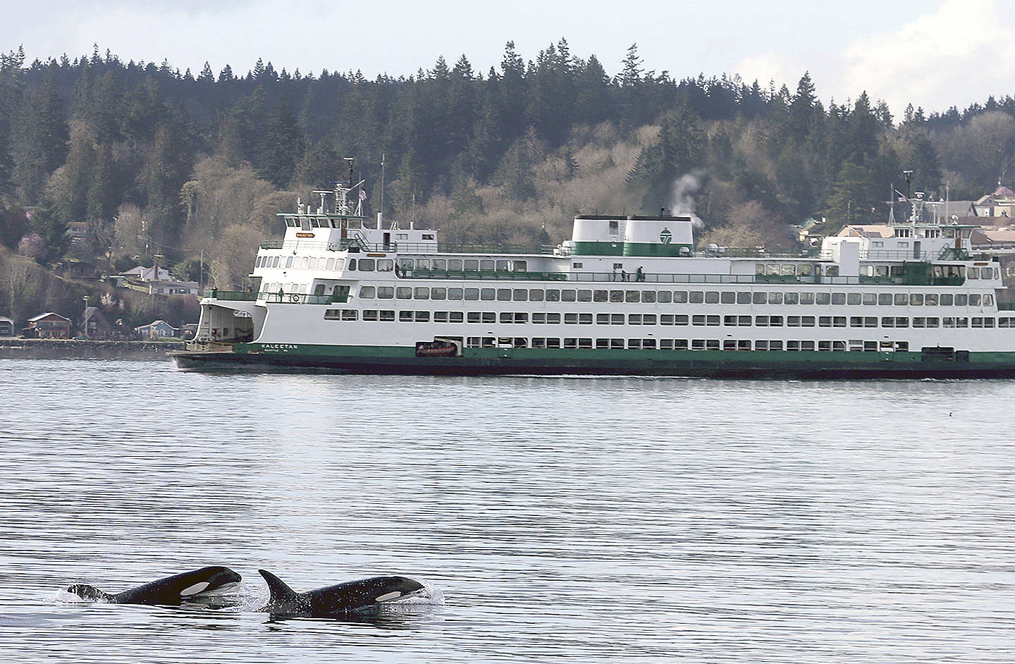 In this April 3, 2017 photo, two orcas pop up in front of the Bremerton ferry leaving for Seattle off Bachmann Park in Bremerton. (Larry Steagall/Kitsap Sun via AP)