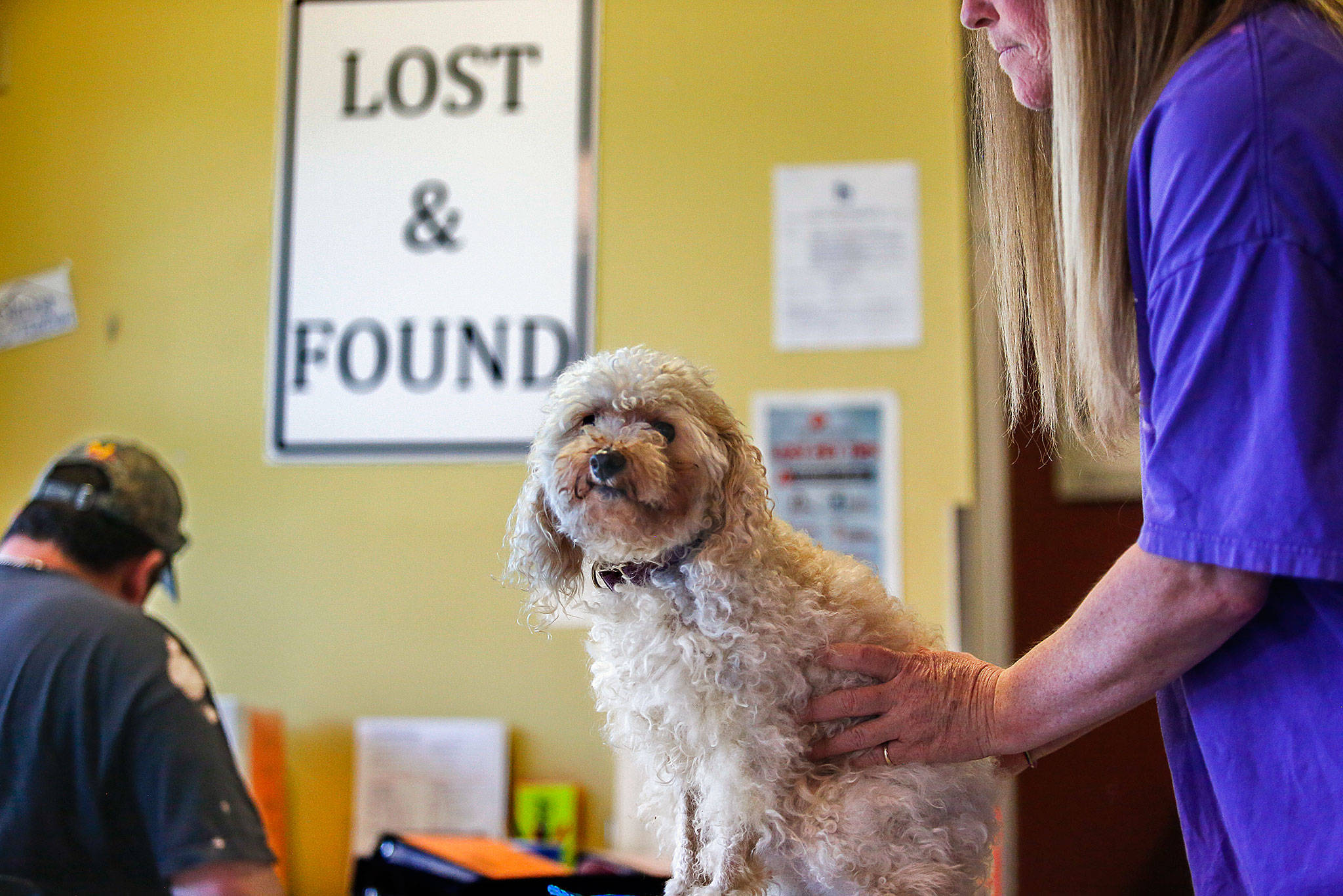 Everett Animal Shelter staffer Kim Mantyla deals with a lost poodle, Monday. P.J. is estimated to be 10 to 11 years old. The Everett Animal Shelter is launching a senior dog foster program to get its elderly dogs into temporary homes. The current foster program had only included puppies, kittens and adult cats.(Dan Bates / The Herald)