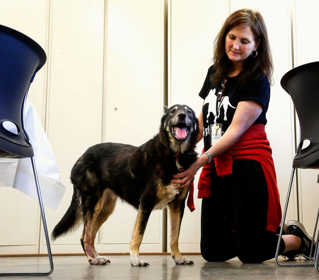 Volunteer Elizabeth Woche, who is heading up the senior dog foster program and is providing foster care for several dogs already, strokes 13-year-old Lexie, a sheperd mix who really likes that spot rubbed. (Dan Bates / The Herald)
