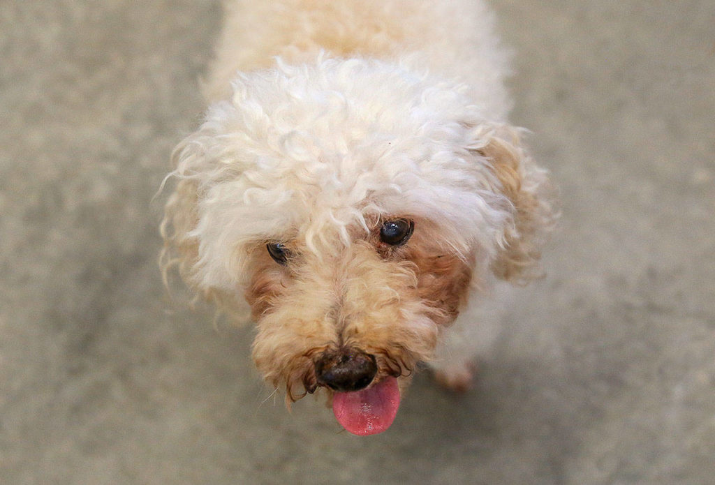 P.J., formerly known as Poo Jr. The curly-haired orphan poodle of 10 or 11 years old was adopted Tuesday. (Dan Bates / The Herald)
