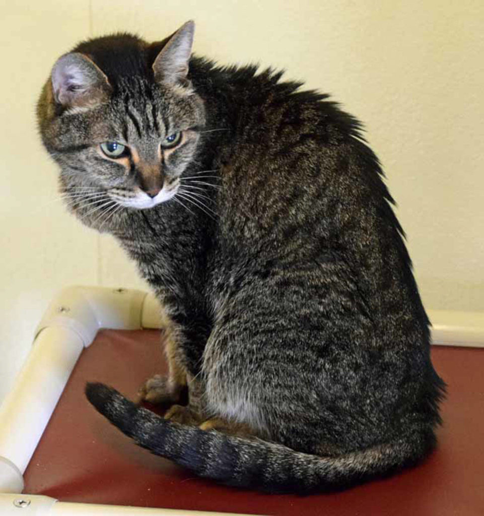 Larry is a cute little tabby looking for a new forever home. He might be a bit old but he’s a real sweetheart. We don’t know how he is around dogs or children, so a slow, careful introduction would be needed. (Arleigh Movitz/Everett Animal Shelter)
