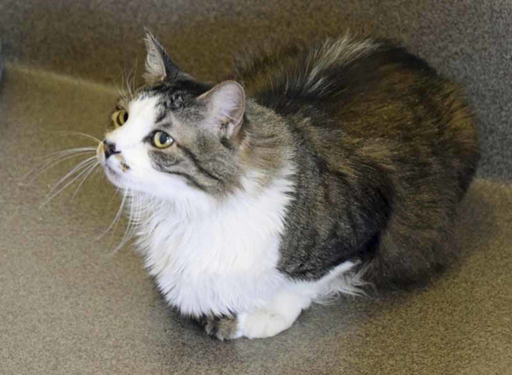 Leon is a beautiful boy looking for a forever home. He’s affectionate and will cuddle up with you given the chance. We don’t know how he is with dogs or children, so a slow, careful introduction would be needed. (Arleigh Movitz/Everett Animal Shelter)
