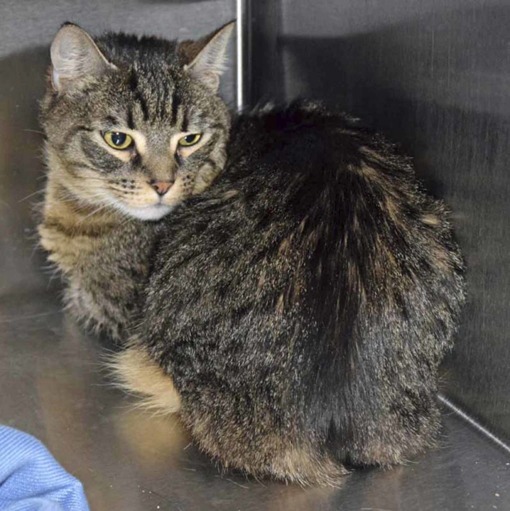 Mary is a little tabby looking for a new home. She may seem shy at first, but if you give her a chance she’ll open up to you. She will need a quiet home with a patient family willing to give her the space and time she needs. We don’t know how she is around dogs or children, so a slow, careful introduction would be needed. (Arleigh Movitz/Everett Animal Shelter)
