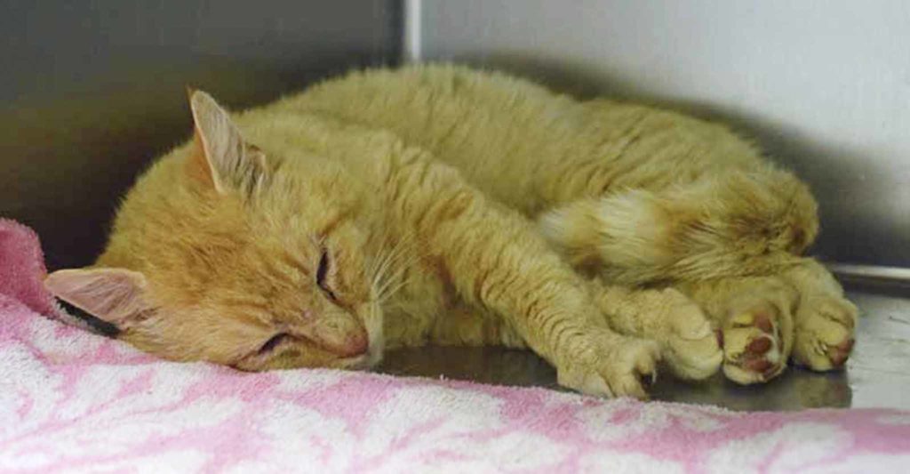 Orson is a pretty, orange, shorthair looking for a new family. He’s a mellow guy who would like a calm home. We don’t know how he is around dogs or small children, so a slow, careful introduction would be needed. (Arleigh Movitz/Everett Animal Shelter)
