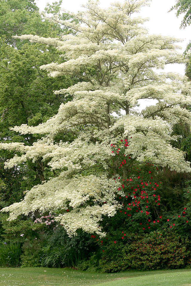 The variegated giant dogwood’s leaves makes it look like white frosting is spread over the branches. (Richie Steffen)