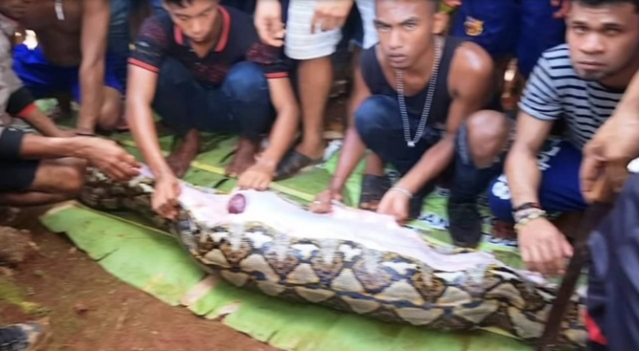 A screen shot of YouTube video shows villagers in Indonesia slicing open a python’s carcass to reveal a woman’s body. (YouTube)