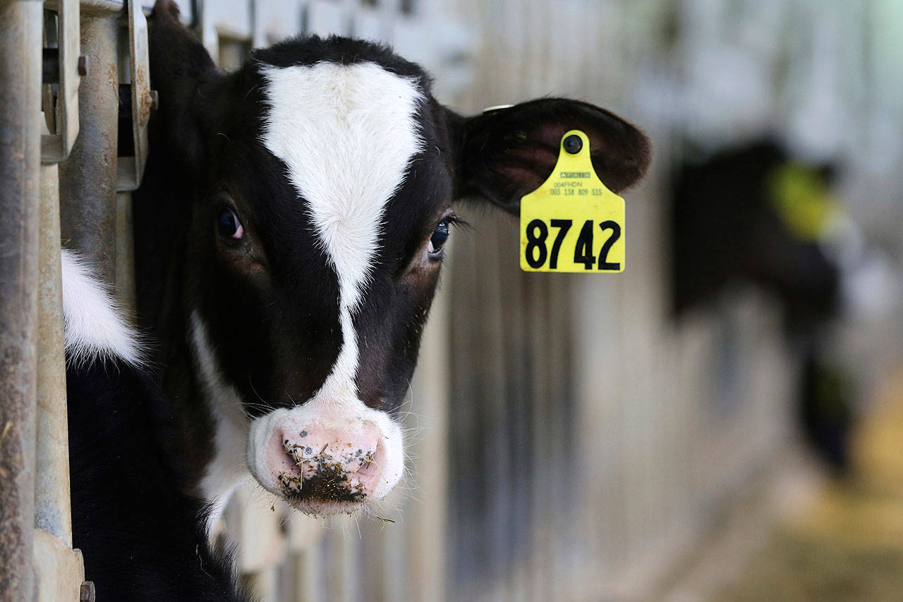 A calf looks out from its pen at a dairy farm in Wisconsin in April, 2017. President Donald Trump has a point when he lambastes Canada for protecting its dairy farmers with hefty tariffs. But the United States is hardly innocent when it comes to farm protectionism. And the very real difficulties that U.S. dairy farmers face can’t all be blamed on Canada. And in fact, despite Canada’s tariff, the U.S. runs a surplus in dairy trade with its northern neighbor. &lt;a href="https://apnews.com/b53ebe62051f45c18aa355edfe1d3c04" target="_blank" title="Associated Press"&gt;Read the AP Face Check here&lt;/a&gt;. (Associated Press file photo)