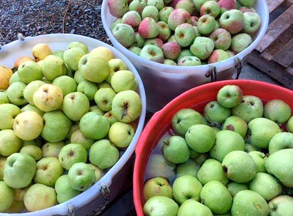 Apples that taste sour make great cider, Driftwood Hard Cider owners Lindsay and Jack Krug say. (Driftwood Hard Cider)
