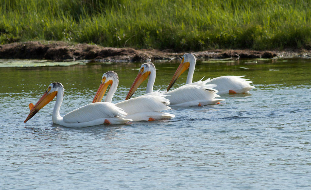White pelicans feed along the shoreline of Mission Lake. (Photo by Mike Benbow)
