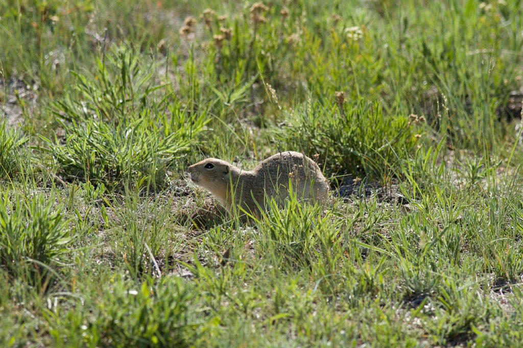 Ground squirrels are common on the Blackfeet Reservation. (Photo by Mike Benbow)
